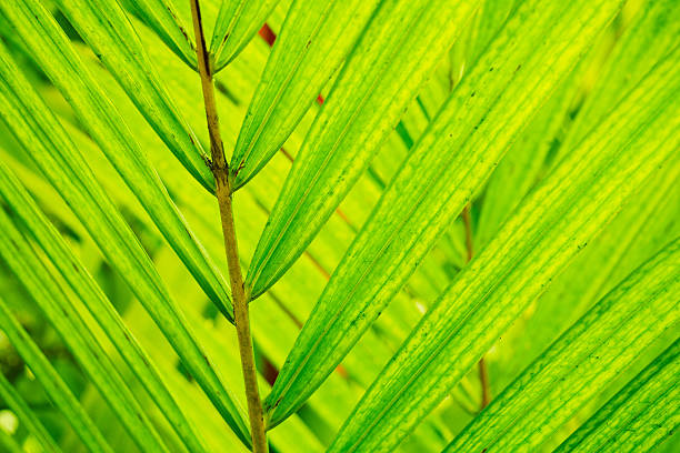 The Rise of Red Malay Kratom Why It's a Top Choice Among Users